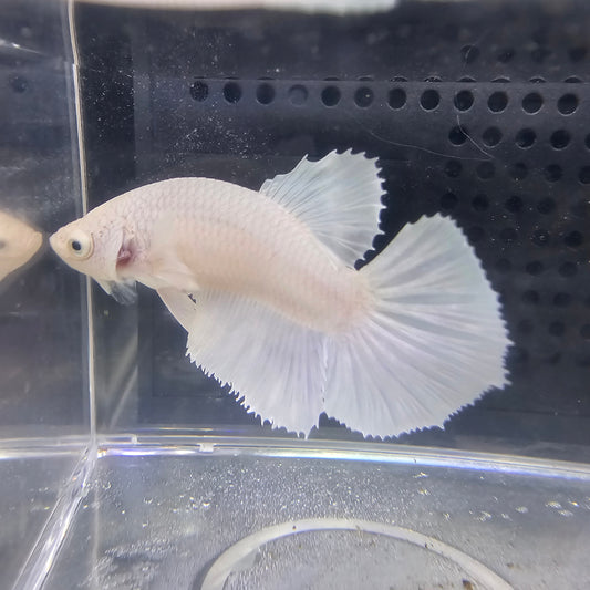 BIANCO PURO HALFMOON FEMMINA(non riproduttiva) 0631