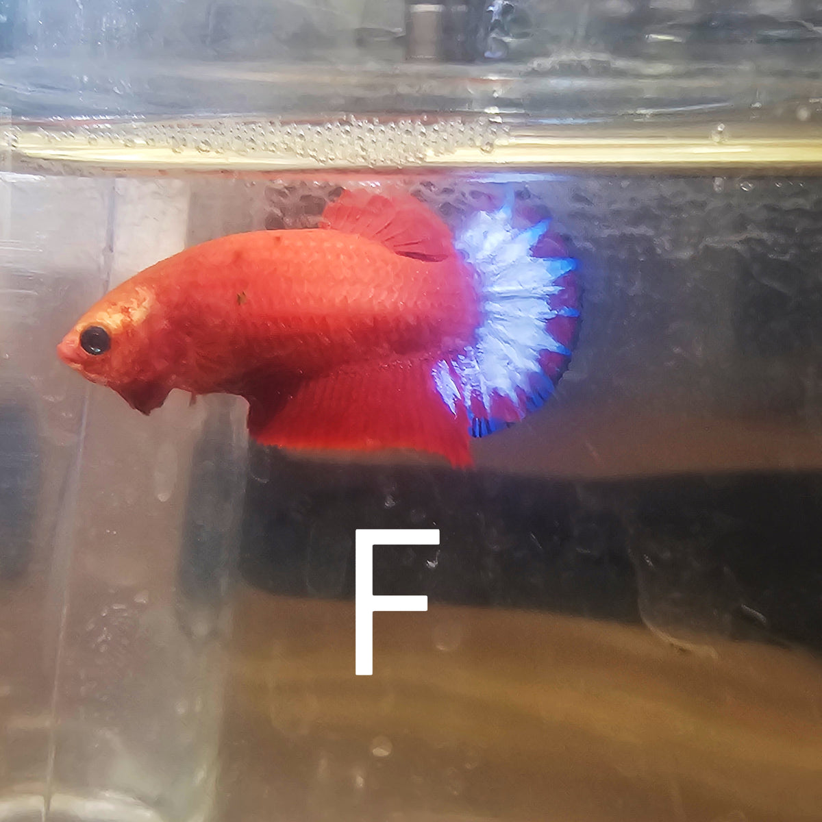 PAIR STAR TAIL HELL BOY BETTA 260902