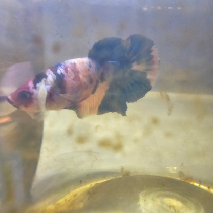 FULL COLOR GALAXY CANDY FEMMINA （BREEDING GRADE

/种母级星河糖果251186