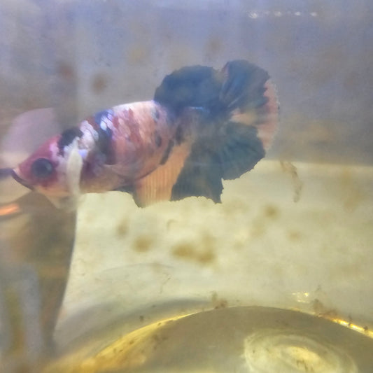 FULL COLOR GALAXY CANDY FEMMINA （BREEDING GRADE

/种母级星河糖果251186