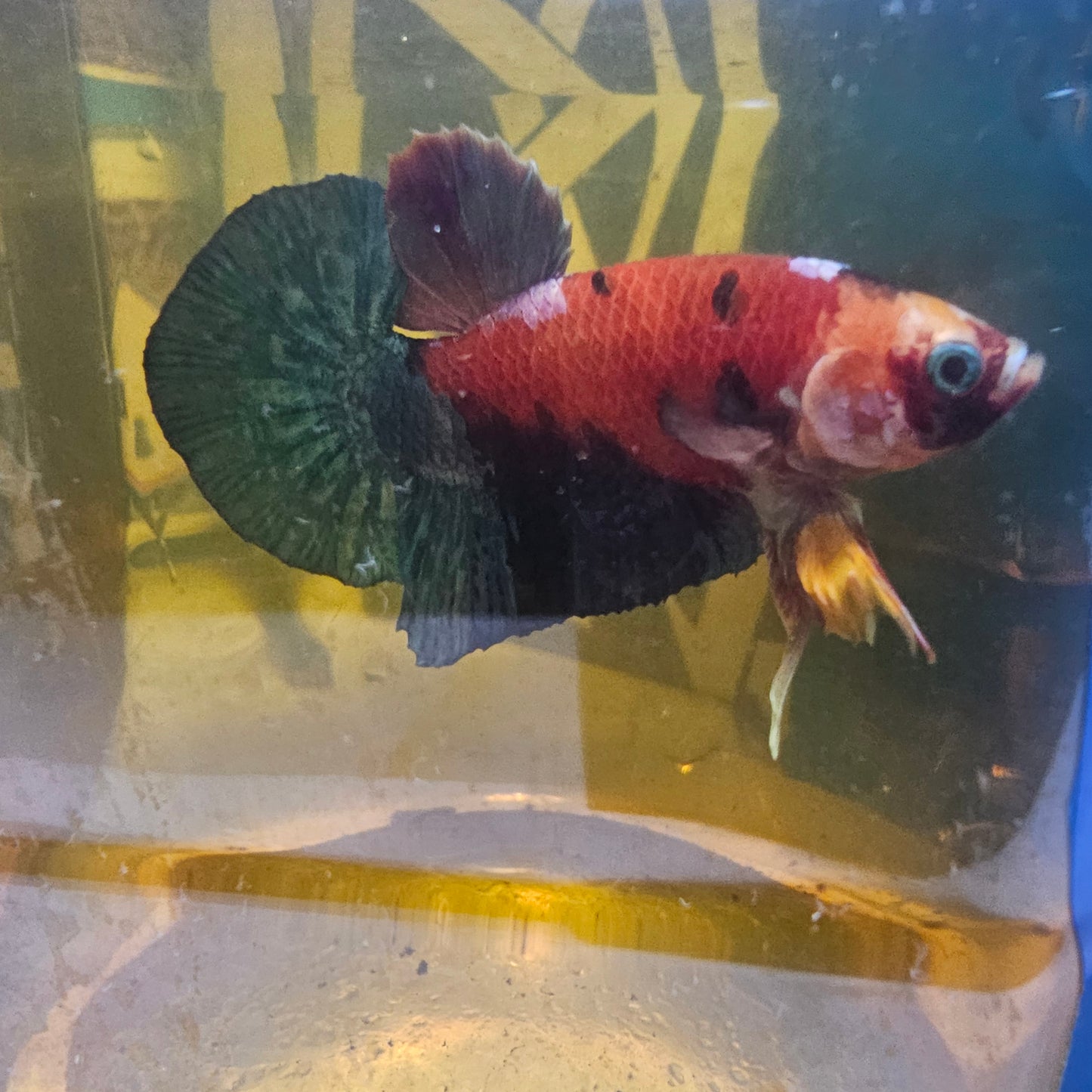 RED COPPER CANDY /红金属糖果将军251221