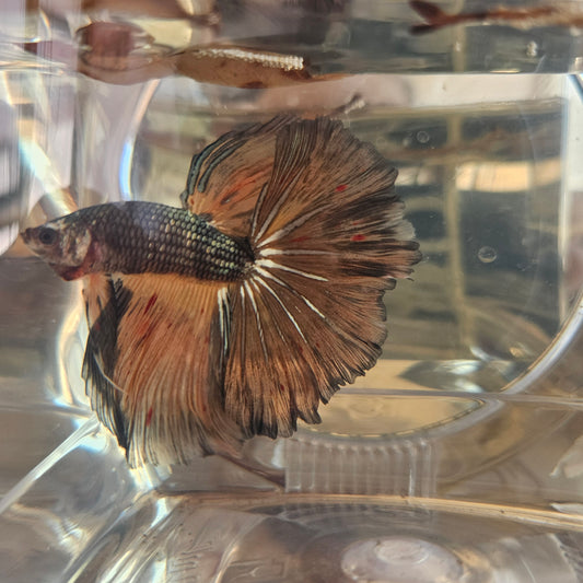 Halfmoon color bronzo antico(OHM)