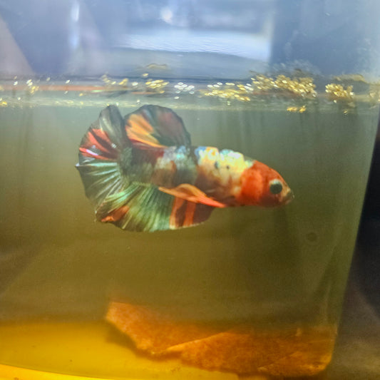NEMO CANDY BETTA 260487