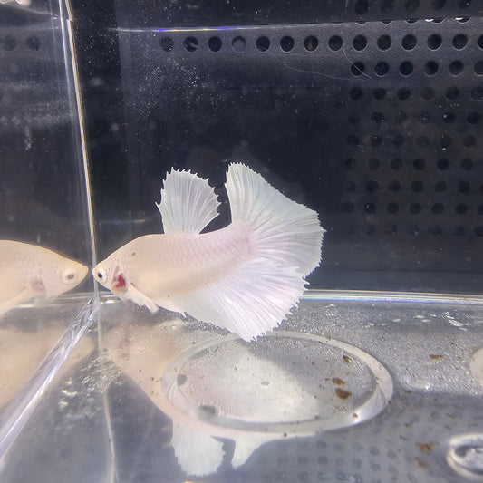 BIANCO PURO HALFMOON FEMMINA(non riproduttiva) 0631