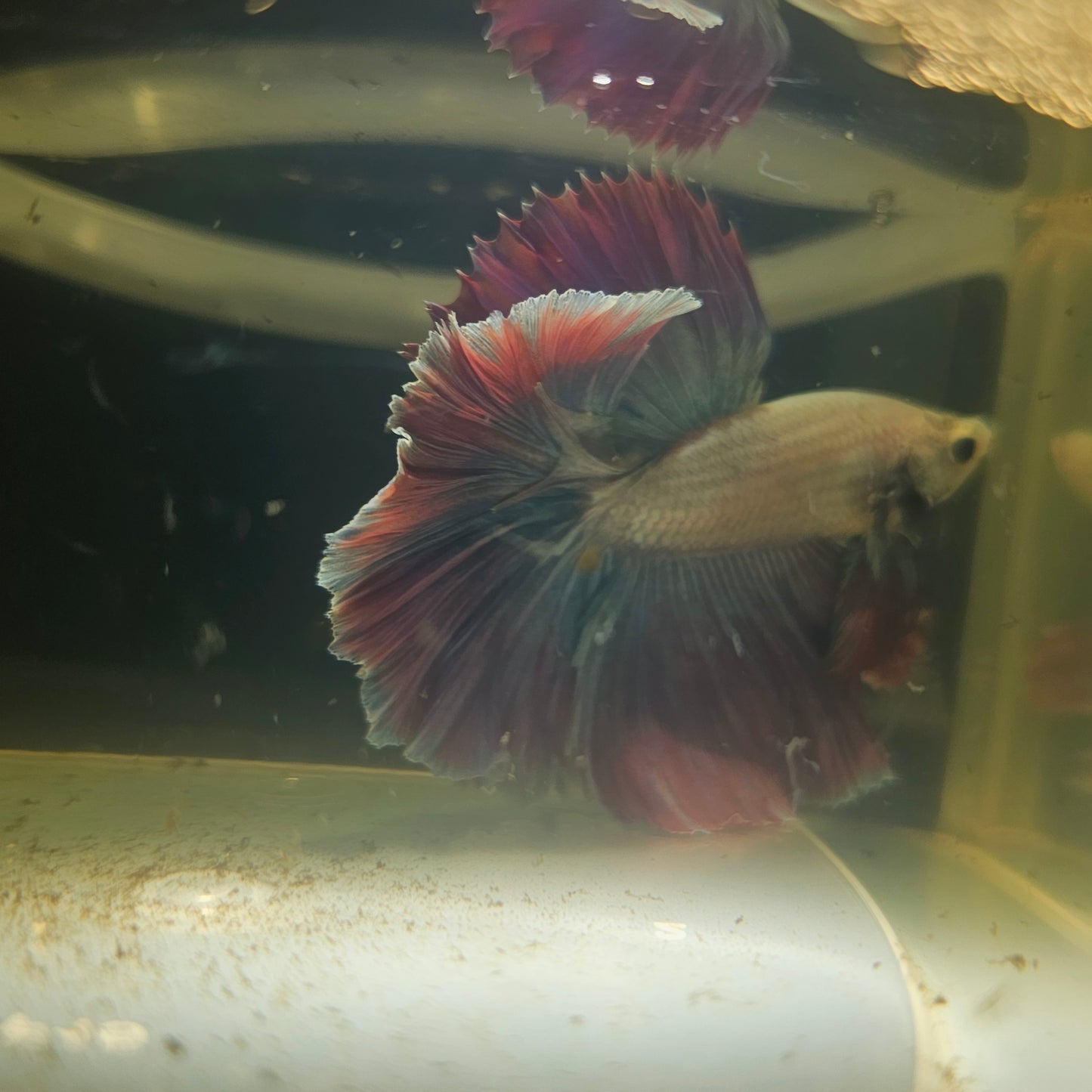 Dark Color Rosetail Halfmoon Betta 2605B61