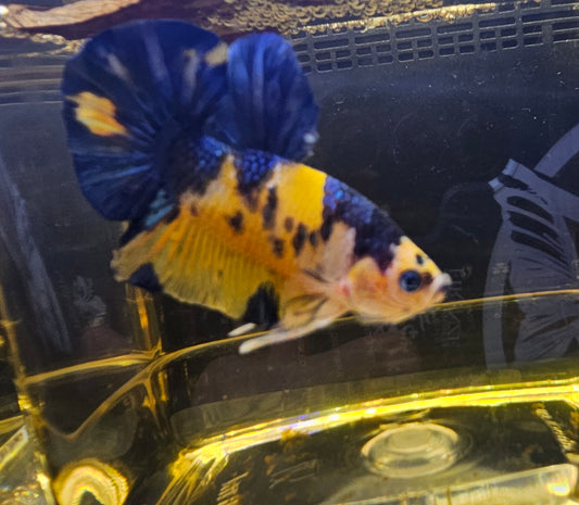 YELLOW CANDY PK (SUPER) 0519