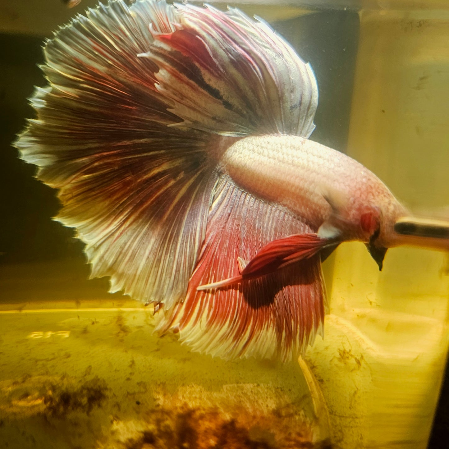 Light Color Rosetail Halfmoon Betta(OHM)2605B58