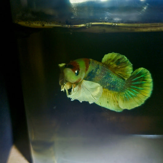 CANDY DUMBO BETTA 260408