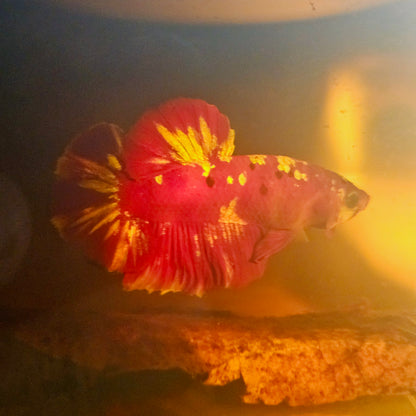 RGG BETTA 260495