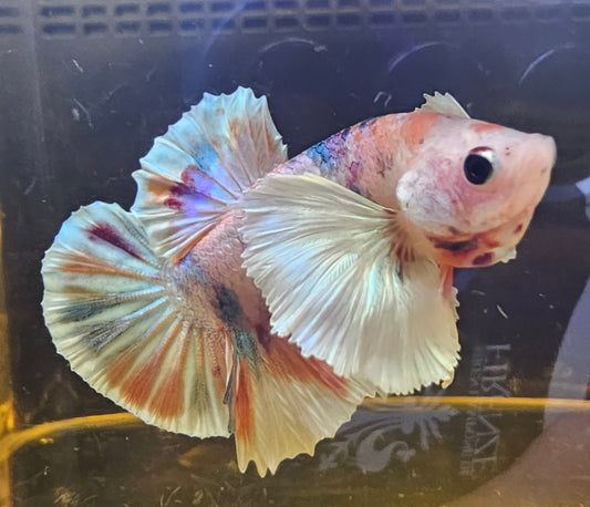 MULTICOLOR DUMBO PK 0501