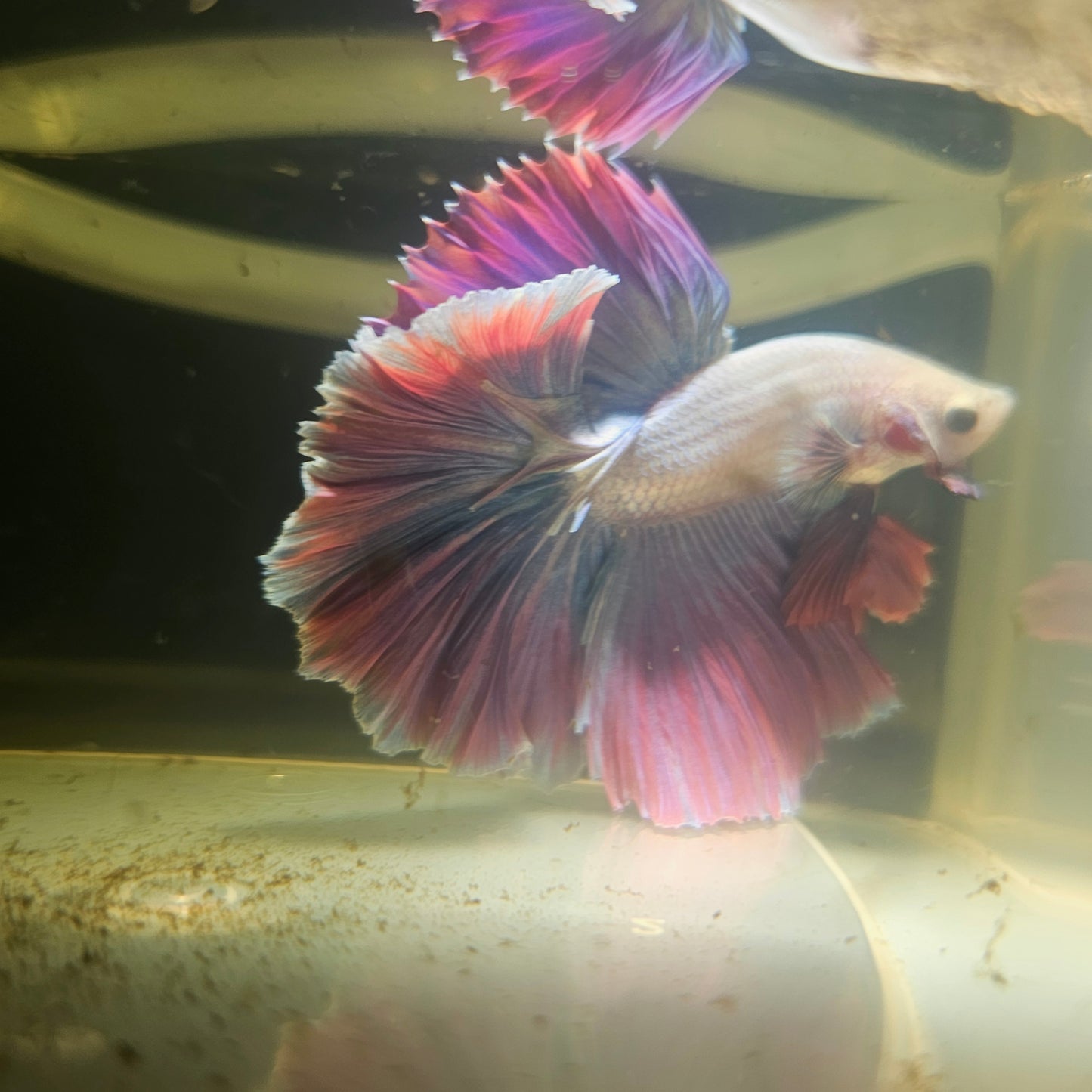 Dark Color Rosetail Halfmoon Betta 2605B61