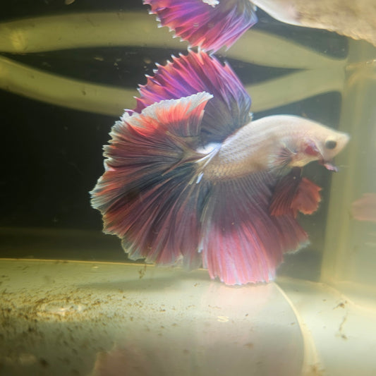 Dark Color Rosetail Halfmoon Betta 2605B61