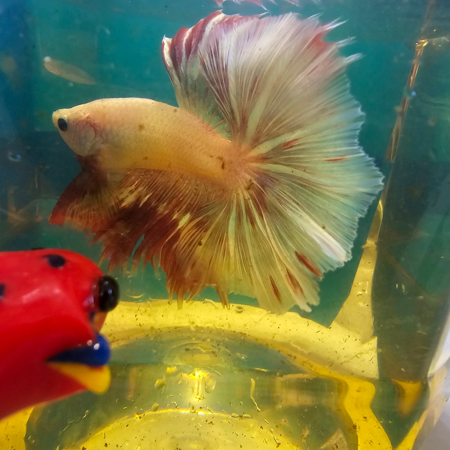 ROSE TAIL PURPLE WHITE HALFMOON/玫瑰尾白紫罗兰半月251206