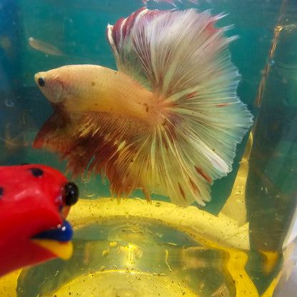 ROSE TAIL PURPLE WHITE HALFMOON/玫瑰尾白紫罗兰半月251206