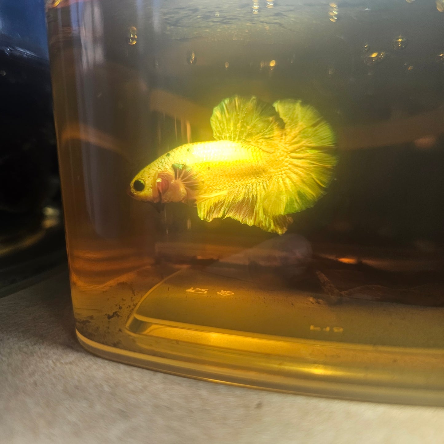 METALIC CANDY BETTA 260493