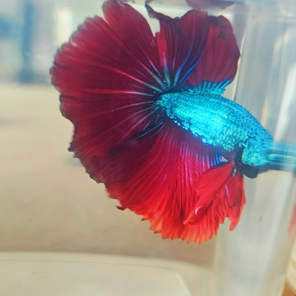 DARK COLOR SPECIAL TAIL HALFMOON BETTA (MINOR TAIL DAMAGE) 260919 premium Betta Fish