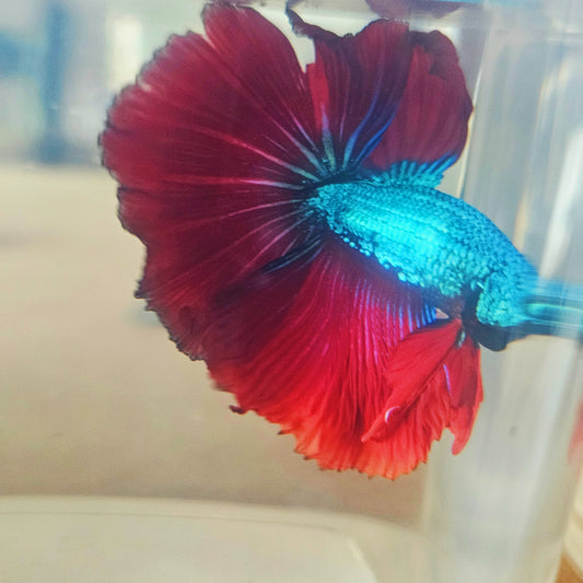 DARK COLOR SPECIAL TAIL HALFMOON BETTA (MINOR TAIL DAMAGE) 260919 premium Betta Fish detail
