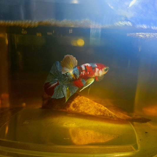 NEMO CANDY GALAXY BETTA 260416