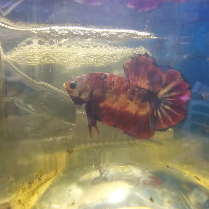 RED GALAXY CANDY HMPK/红星河糖果251198