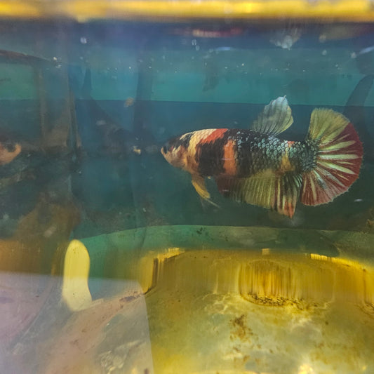 FULL COLOR GALAXY CANDY (BREEDING GRADE)/满色星河糖果种母251110