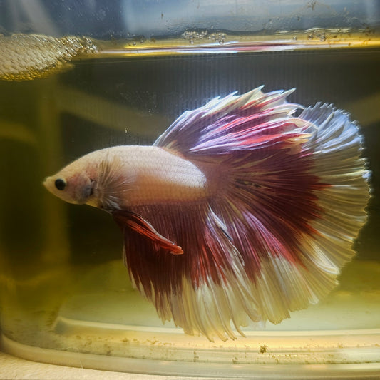 Purple White Rosetail Halfmoon Betta 2605A37