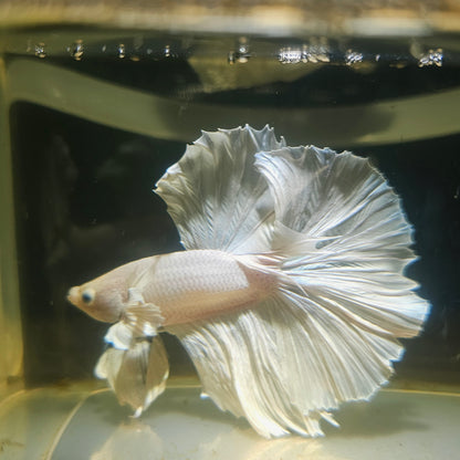 Light Color Dumbo Rosetail Halfmoon Betta(OHM) 2605B40