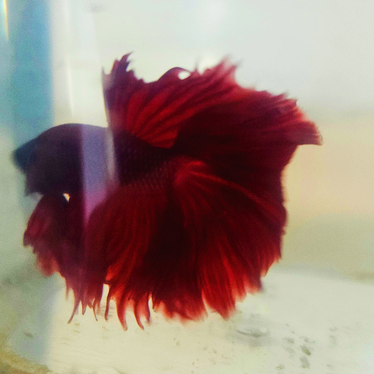SOLID COLOR SPECIAL TAIL HALFMOON BETTA 260934