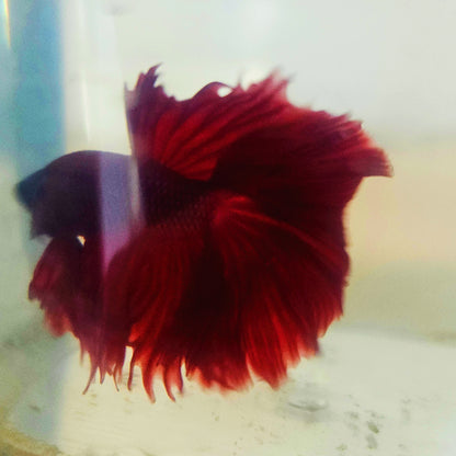 SOLID COLOR SPECIAL TAIL HALFMOON BETTA 260934