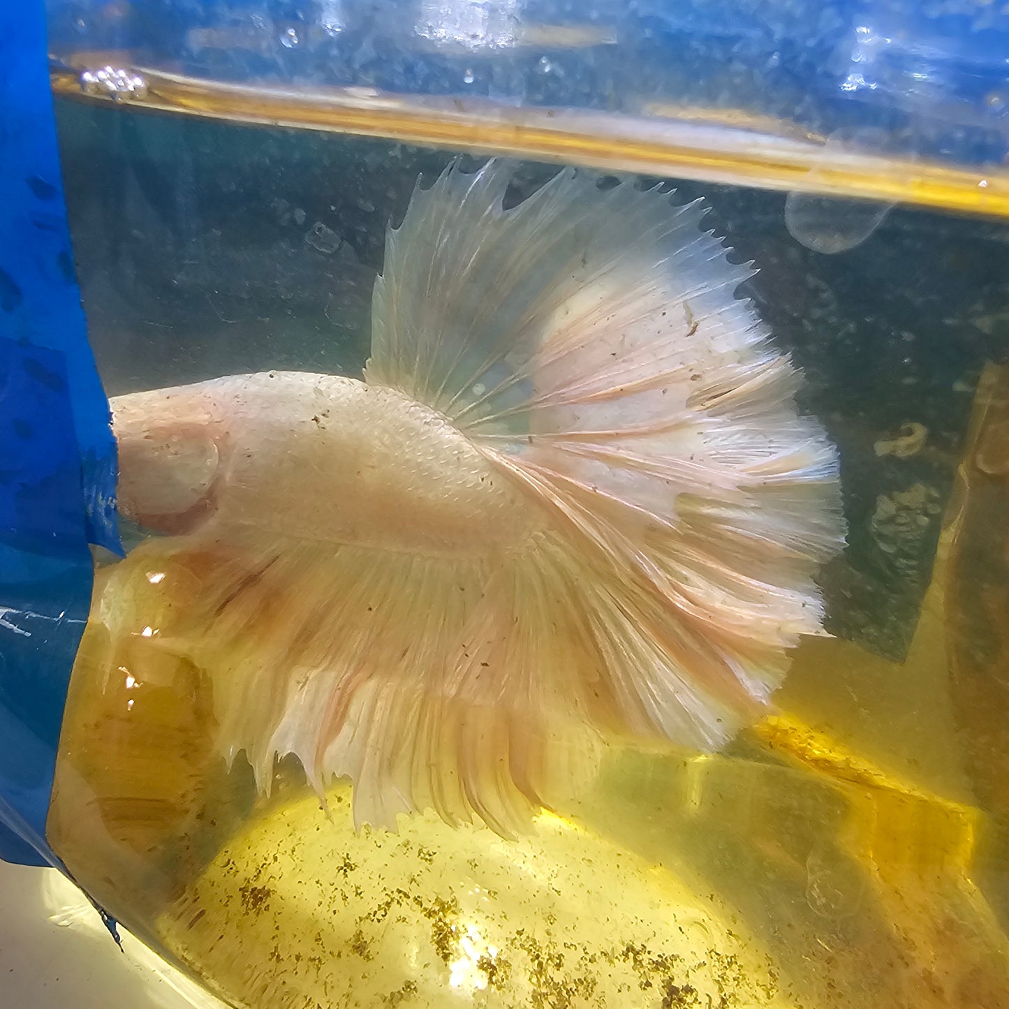 ROSE TAIL PEARL WHITE HALFMOON /玫瑰尾珍珠粉白半月251297
