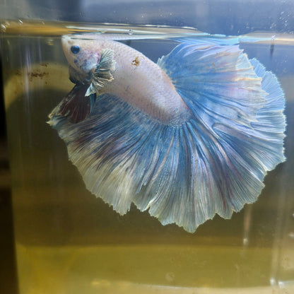 Light Color Rosetail Halfmoon Betta(OHM)2605A15