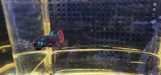 WILD BETTA IMBELLIS (S) 0623