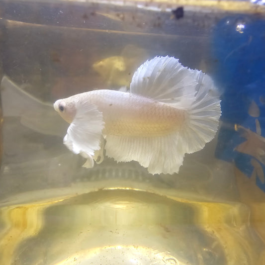 PURE WHITE DUMBO PK/ 纯白大耳将军251168