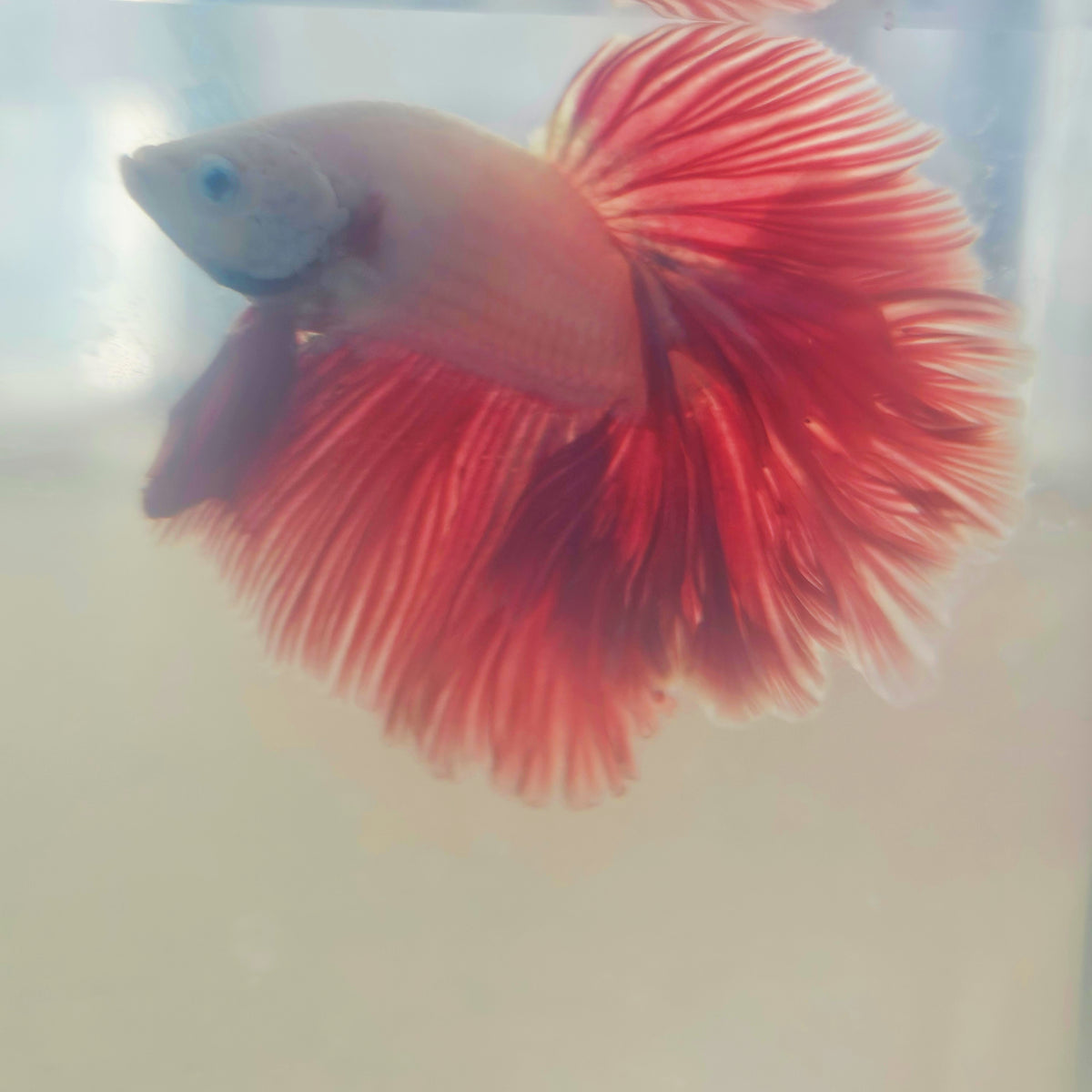 LIGHT COLOR SPECIAL TAIL HALFMOON BETTA 290915 premium Betta Fish