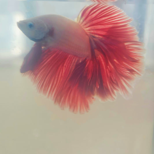 LIGHT COLOR SPECIAL TAIL HALFMOON BETTA 290915 premium Betta Fish detail