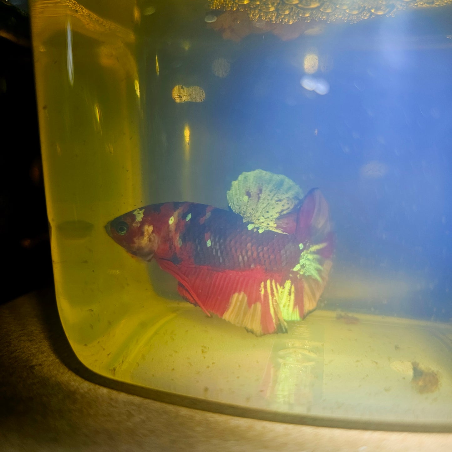 NEMO CANDY BETTA 260492