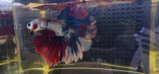 ROSE TAIL BIANCO CANDY HALFMOON (OHM) 0607