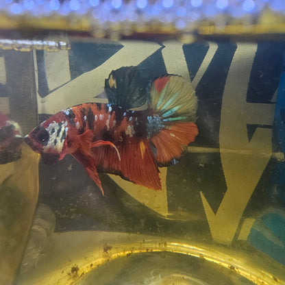 RED CANDY GALAXY HMPK/红星河糖果将军251248