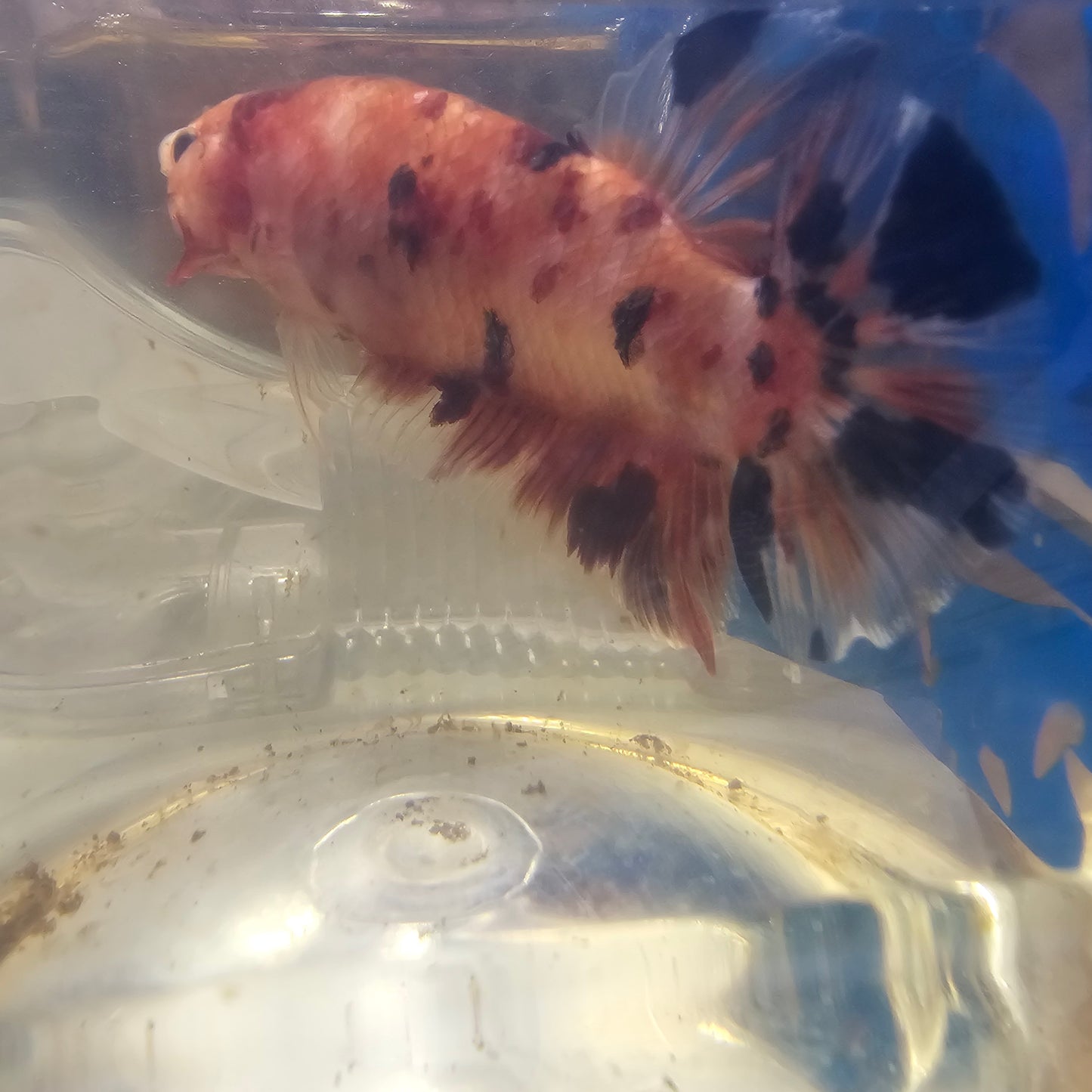 CANDY GIANT 7+/8CM/ 糖果巨斗将军251292