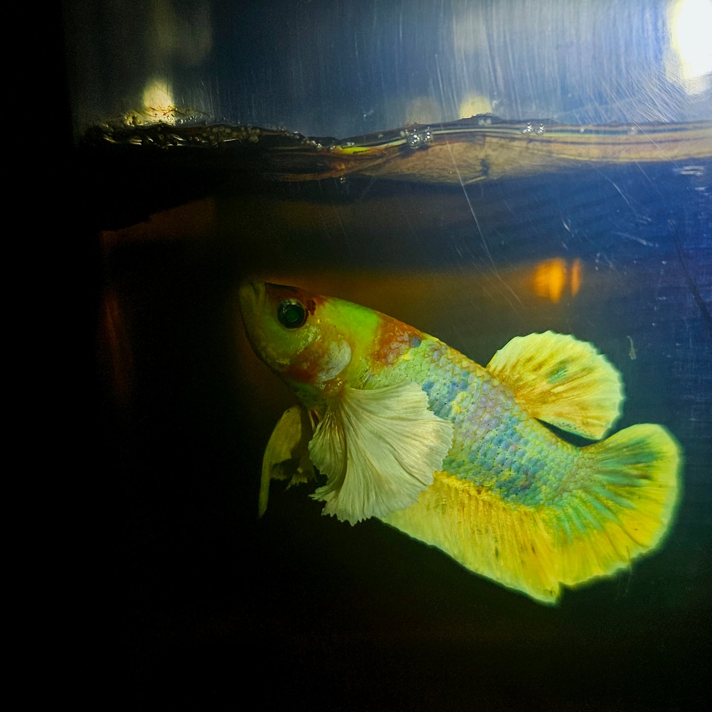 CANDY DUMBO BETTA 260408