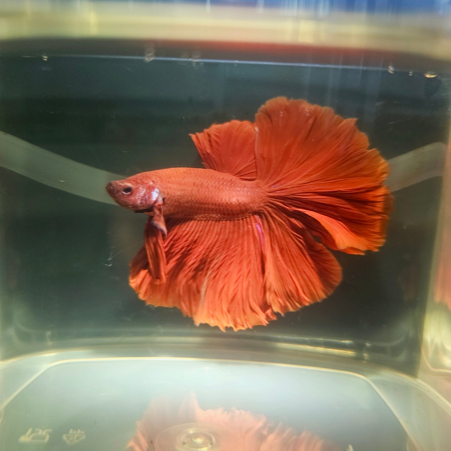 Giant Full Red Rosetail Halfmoon Betta(OHM) 2605A23