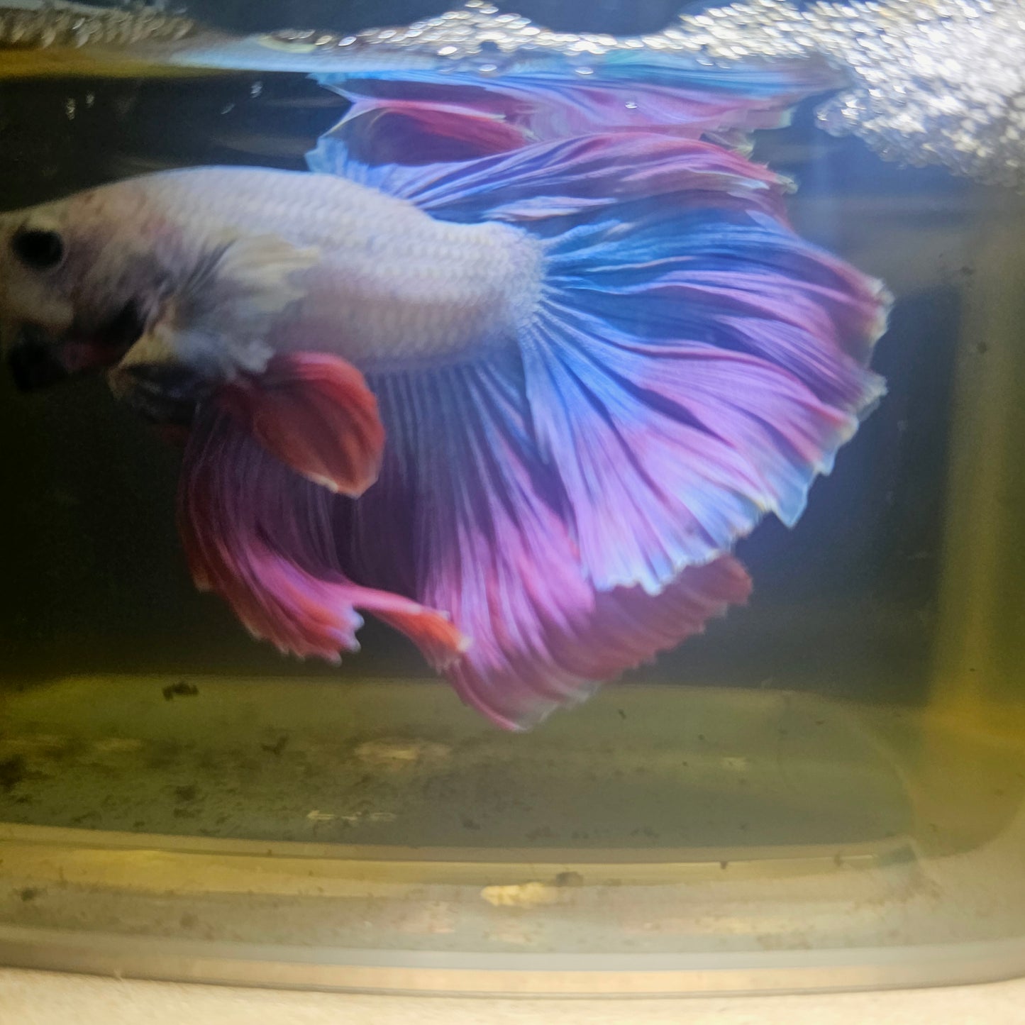 Dark Color Rosetail Halfmoon Betta 2605B61