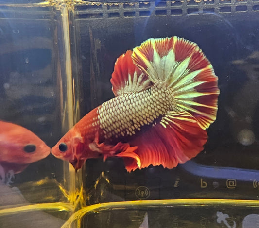 RED FCCP BETTA PK 07