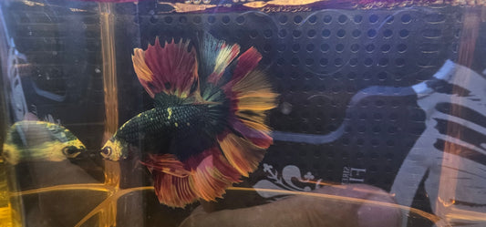 ROSE TAIL BLUE CANDY (OHM)0605