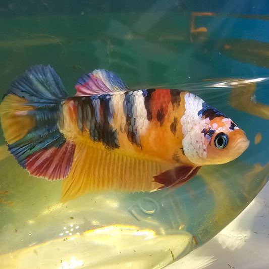 FULL COLOR RAINBOW CANDY (BREEDING GRADE)/种母满色彩虹糖果251145