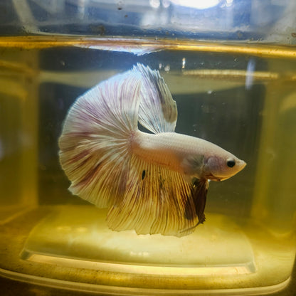 Light Color Halfmoon Betta 2605A20