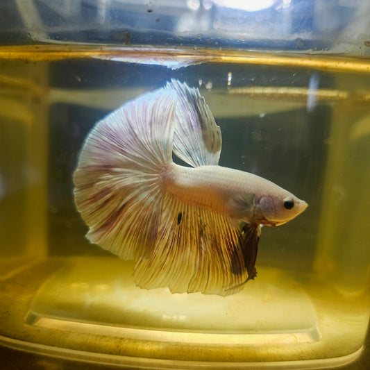 Light Color Halfmoon Betta 2605A20