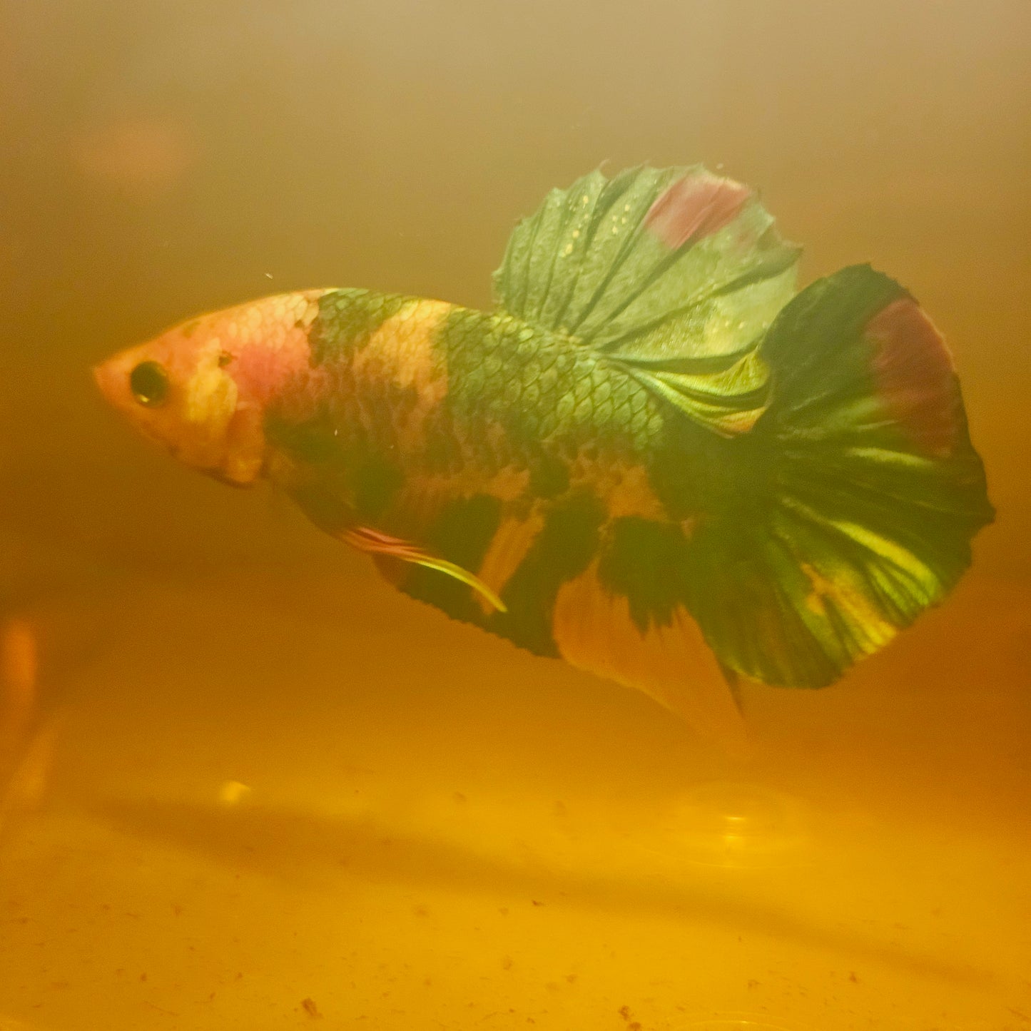 METALIC CANDY BETTA 260471