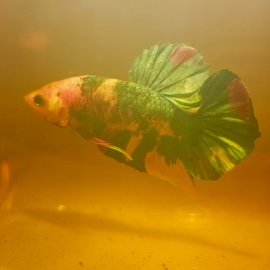 METALIC CANDY BETTA 260471