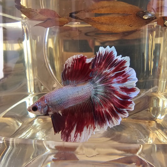 Halfmoon Apache color rosa corallo 250712