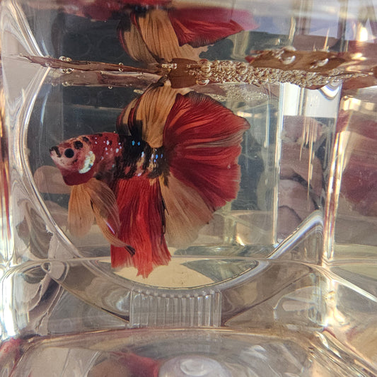 Red galaxy candy Halfmoon (L OHM) 250704